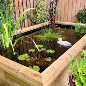 Laghetto rettangolare con piante